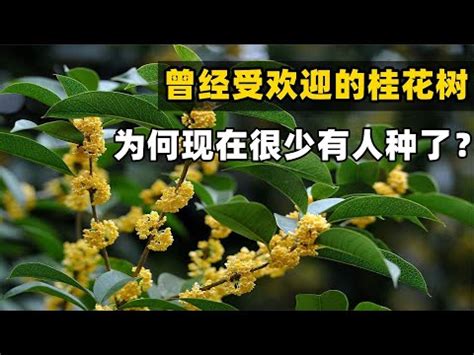 種桂花風水|桂花風水：化煞旺財妙法